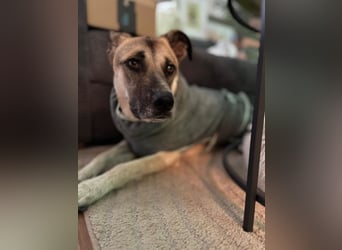 Notfall Malinois-Tornjak Mischlings-Hündin Sofia sucht dringend ein Zuhause