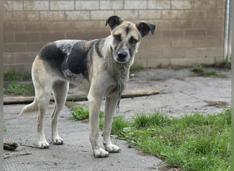 Notfall Malinois-Tornjak Mischlings-Hündin Sofia sucht dringend ein Zuhause