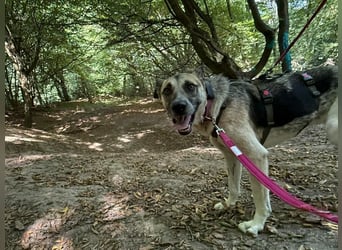 Notfall Malinois-Tornjak Mischlings-Hündin Sofia sucht dringend ein Zuhause