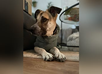 Notfall Malinois-Tornjak Mischlings-Hündin Sofia sucht dringend ein Zuhause