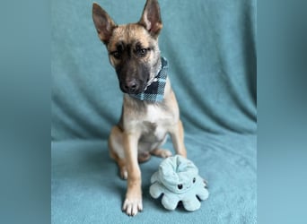 Buddy -Anspruchsvoller Welpenjunge sucht sein Für-Immer-Zuhause!