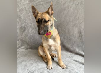 Buddy -Anspruchsvoller Welpenjunge sucht sein Für-Immer-Zuhause!