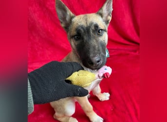 Buddy -Anspruchsvoller Welpenjunge sucht sein Für-Immer-Zuhause!