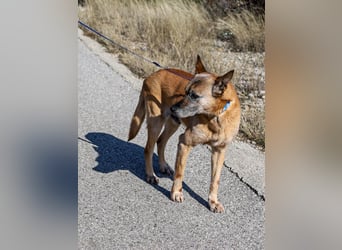 Senior Baks möchte endlich Ankommen