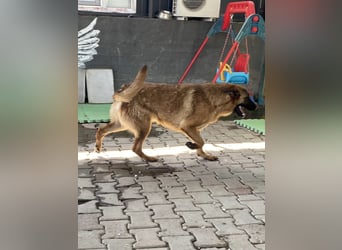 Lucky sucht ein Zuhause oder eine Pflegestelle