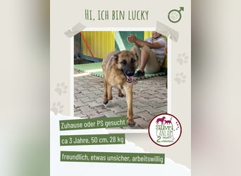 Lucky sucht ein Zuhause oder eine Pflegestelle