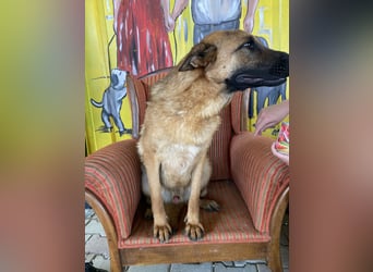 Lucky sucht ein Zuhause oder eine Pflegestelle