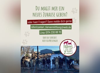 Lucky sucht ein Zuhause oder eine Pflegestelle