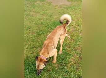 Ass sucht ein aktives Zuhause