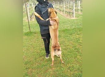 Ass sucht ein aktives Zuhause