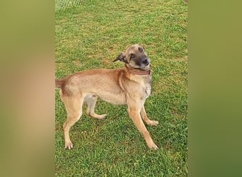 Ass sucht ein aktives Zuhause