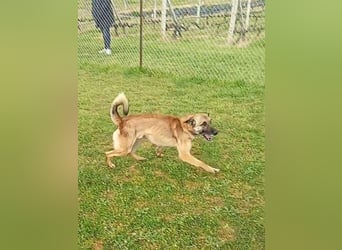 Ass sucht ein aktives Zuhause