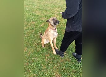 Ass sucht ein aktives Zuhause