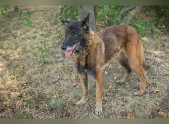 Chip-Nr. 829949 - wer zeigt dem lieben Senior, wie schön ein Hundeleben sein kann?