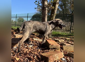 Stella, ein winziges zartes sanftes Wesen
