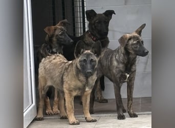 Stella, ein winziges zartes sanftes Wesen