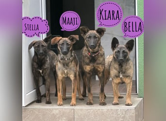 Stella, ein winziges zartes sanftes Wesen