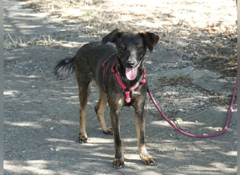 Liebe Nala sucht eine Familie