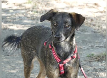 Liebe Nala sucht eine Familie