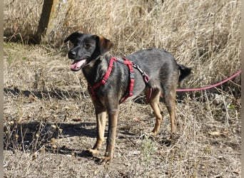 Liebe Nala sucht eine Familie