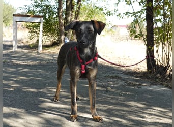 Liebe Nala sucht eine Familie