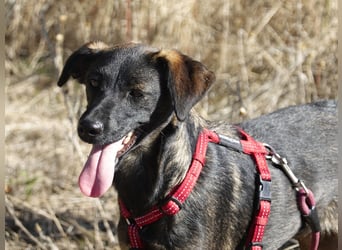 Liebe Nala sucht eine Familie