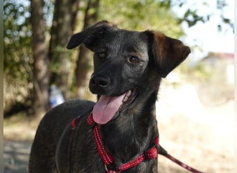 Liebe Nala sucht eine Familie