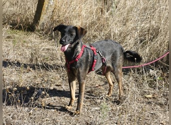 Liebe Nala sucht eine Familie