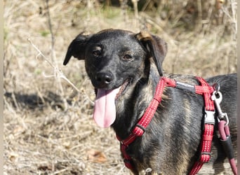 Liebe Nala sucht eine Familie