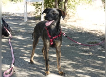 Liebe Nala sucht eine Familie