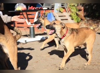 Welpe Lemmi: Möchte in eine neue erfahrene Familie