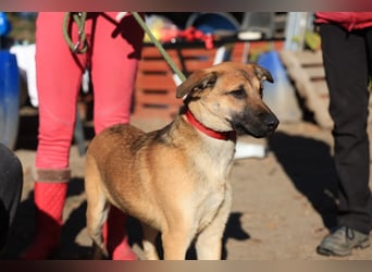 Welpe Lemmi: Möchte in eine neue erfahrene Familie