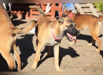 Pepper: Süßer Welpe braucht erfahrene Menschen