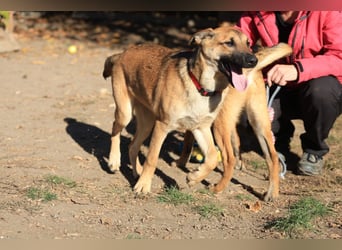 Welpe Lemmi: Möchte in eine neue erfahrene Familie