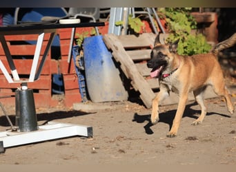 Pepper: Süßer Welpe braucht erfahrene Menschen