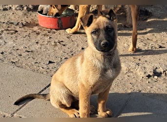 Kleine Freya ( * 01/2026 ) sucht ihre Familie