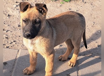 Kleine Freya ( * 01/2026 ) sucht ihre Familie