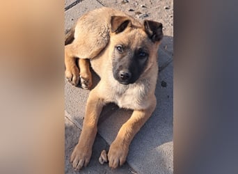 Kleine Freya ( * 01/2026 ) sucht ihre Familie