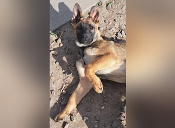 Kleine Freya ( * 01/2026 ) sucht ihre Familie