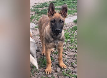 Kleine Freya ( * 01/2026 ) sucht ihre Familie