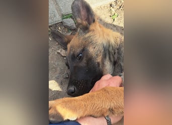 Kleine Freya ( * 01/2026 ) sucht ihre Familie