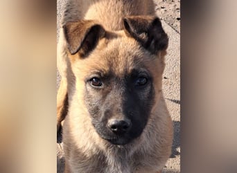 Kleine Freya ( * 01/2026 ) sucht ihre Familie