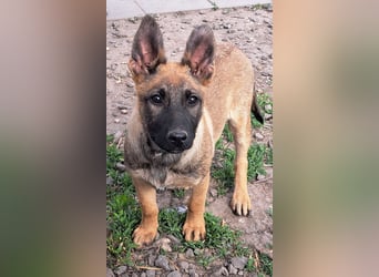 Kleine Freya ( * 01/2026 ) sucht ihre Familie