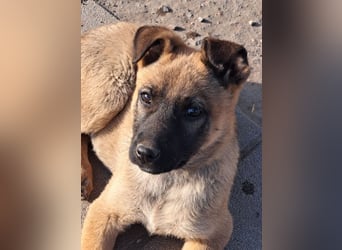 Kleine Freya ( * 01/2026 ) sucht ihre Familie