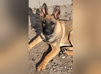 Kleine Freya ( * 01/2026 ) sucht ihre Familie