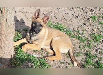 Kleine Freya ( * 01/2026 ) sucht ihre Familie