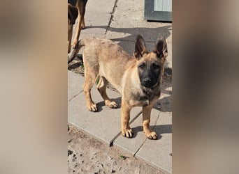 Kleine Freya ( * 01/2026 ) sucht ihre Familie