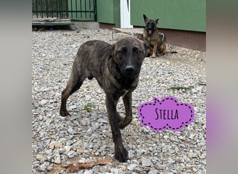 Stella, ein winziges zartes sanftes Wesen