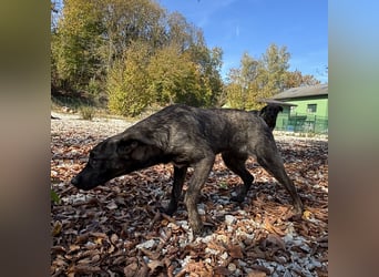 Stella, ein winziges zartes sanftes Wesen