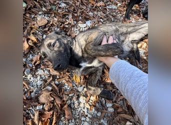Stella, ein winziges zartes sanftes Wesen